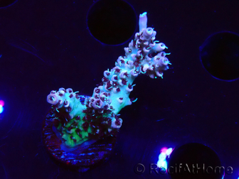 WYSIWYG RAH Acropora Basilisk
