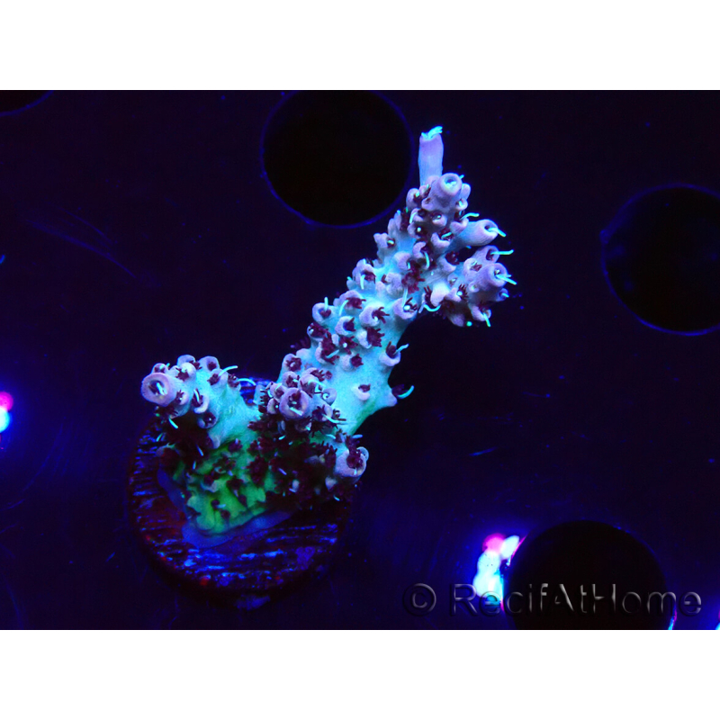 WYSIWYG RAH Acropora Basilisk 5M6