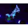 WYSIWYG RAH Acropora Basilisk