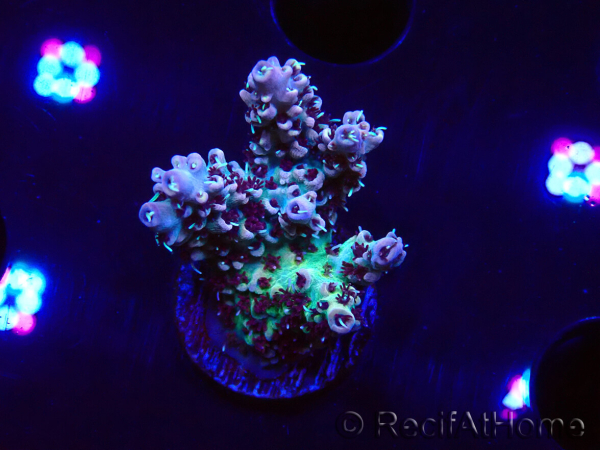 WYSIWYG RAH Acropora Basilisk 5M7