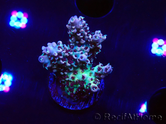 WYSIWYG RAH Acropora Basilisk