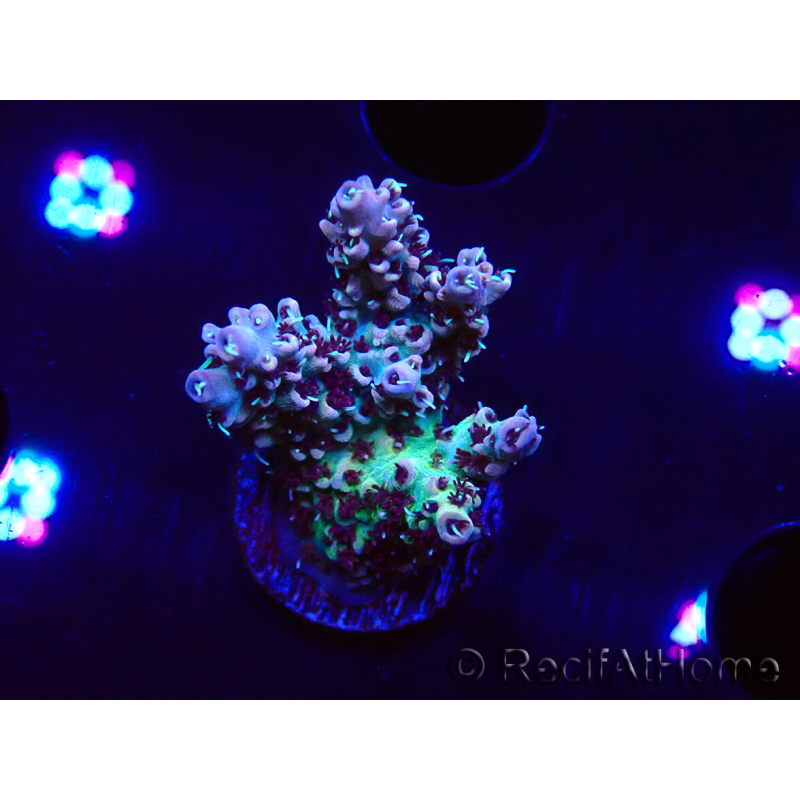 WYSIWYG RAH Acropora Basilisk 5M7