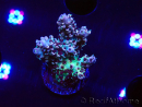 WYSIWYG RAH Acropora Basilisk 5M7