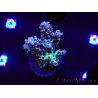 WYSIWYG RAH Acropora Basilisk