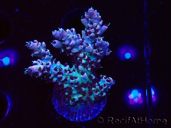 WYSIWYG RAH Acropora Basilisk 5M8
