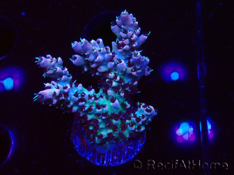 WYSIWYG RAH Acropora Basilisk