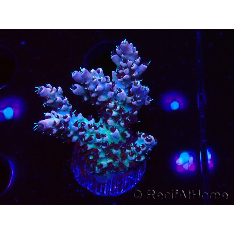 WYSIWYG RAH Acropora Basilisk