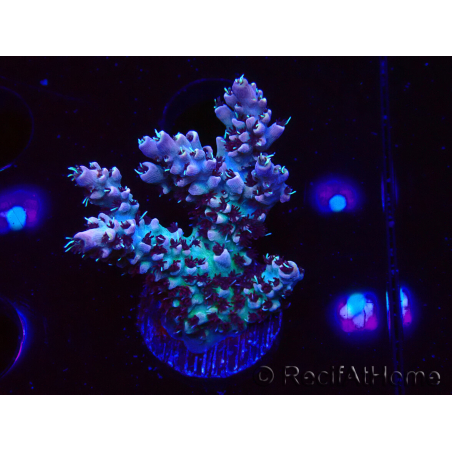 WYSIWYG RAH Acropora Basilisk 5M8