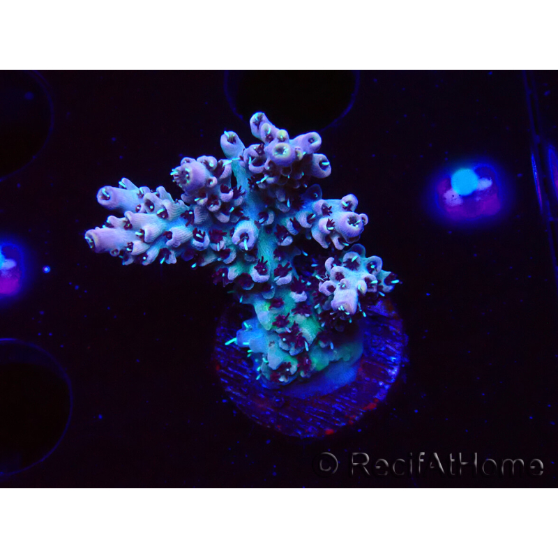 WYSIWYG RAH Acropora Basilisk