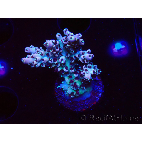 WYSIWYG RAH Acropora Basilisk