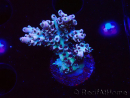 WYSIWYG RAH Acropora Basilisk 5M9