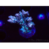 WYSIWYG RAH Acropora Basilisk 5M9
