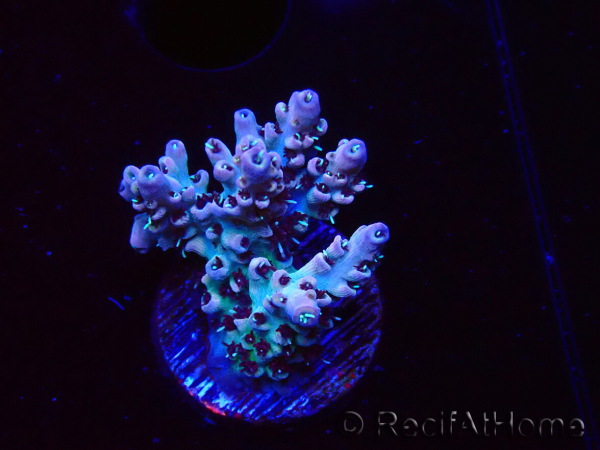 WYSIWYG RAH Acropora Basilisk