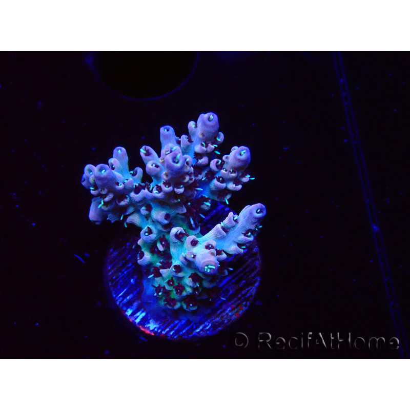 WYSIWYG RAH Acropora Basilisk