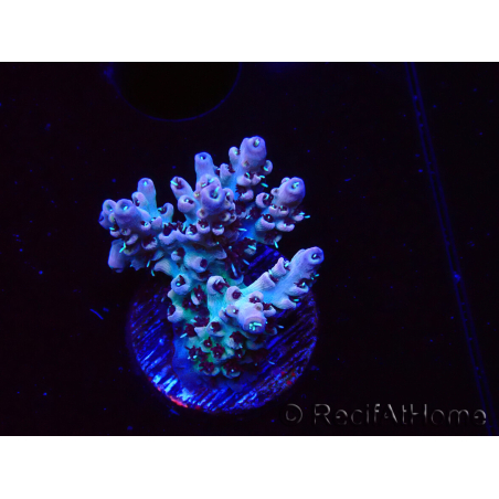 WYSIWYG RAH Acropora Basilisk 5M10
