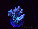 WYSIWYG RAH Acropora Basilisk