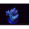 WYSIWYG RAH Acropora Basilisk