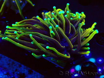 WYSIWYG Euphyllia glabrescens (Mariculture acclimated under LED) 8N7