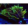 WYSIWYG Euphyllia glabrescens (Mariculture acclimaté sous LED) 8P1
