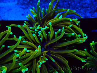 WYSIWYG Euphyllia glabrescens (Mariculture acclimated under LED) 8N7