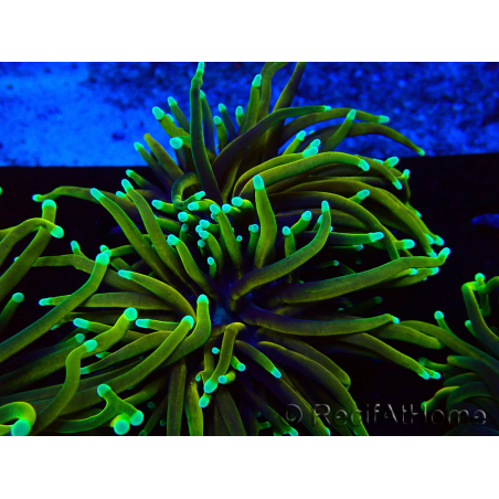 WYSIWYG Euphyllia glabrescens (Maricultura aclimatada bajo LED) 8N7