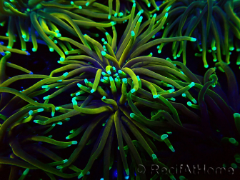 WYSIWYG Euphyllia glabrescens (Maricoltura acclimatata sotto LED) 8N7