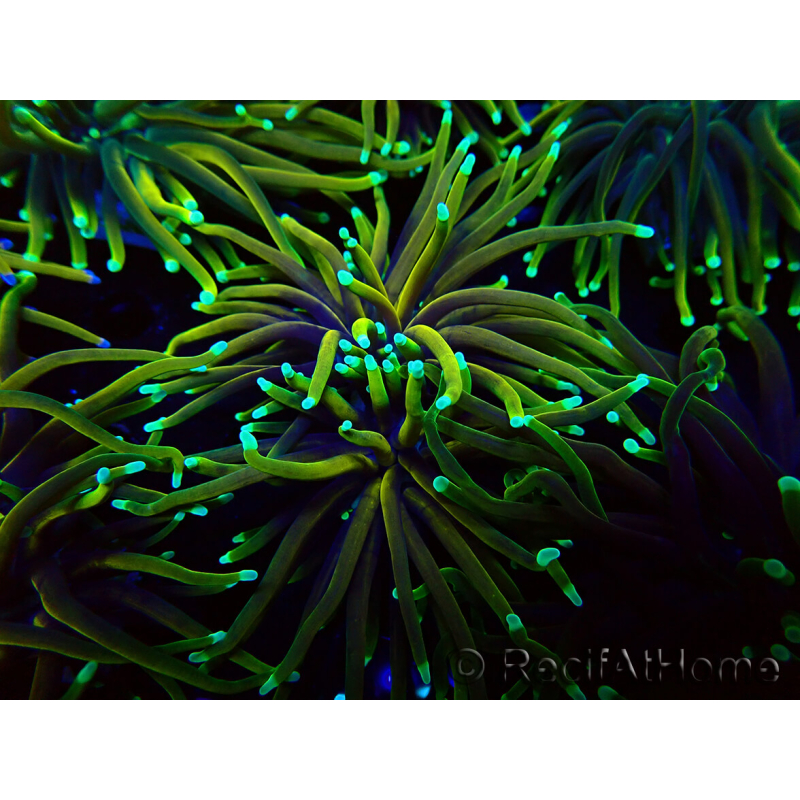 WYSIWYG Euphyllia glabrescens (Maricultura aclimatada bajo LED) 8N7