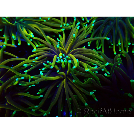 WYSIWYG Euphyllia glabrescens (Mariculture acclimaté sous LED) 8N7