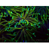 WYSIWYG Euphyllia glabrescens (Mariculture acclimated under LED) 8N7