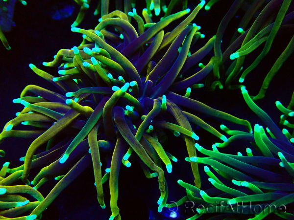 WYSIWYG Euphyllia glabrescens (Maricoltura acclimatata sotto LED) 8N7