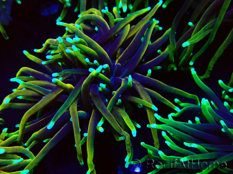 WYSIWYG Euphyllia glabrescens (Mariculture acclimated under LED) 8N7