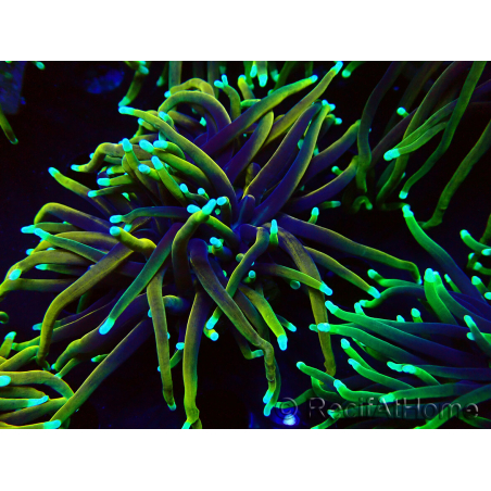 WYSIWYG Euphyllia glabrescens (Mariculture acclimated under LED) 8N7
