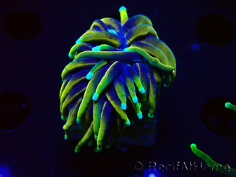 WYSIWYG Euphyllia glabrescens (Mariculture acclimated under LED) 8N7