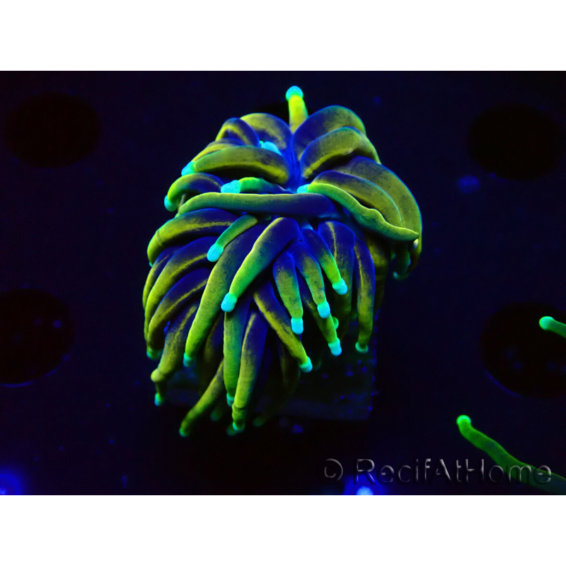 WYSIWYG Euphyllia glabrescens (Mariculture acclimated under LED) 8N7