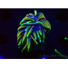 WYSIWYG Euphyllia glabrescens (Marikultur, akklimatisiert unter LED) 8N7