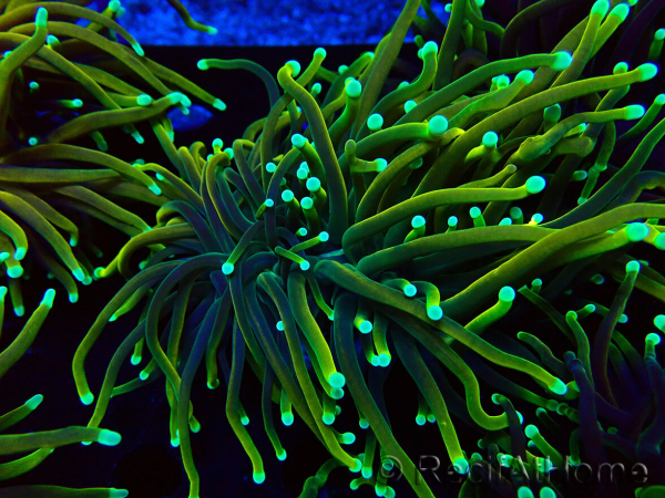 WYSIWYG Euphyllia glabrescens (Maricultura aclimatada bajo LED) 8N7