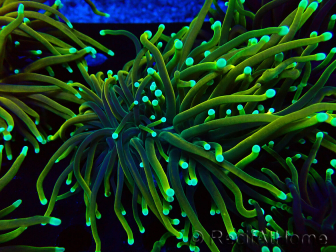 WYSIWYG Euphyllia glabrescens (Mariculture acclimated under LED) 8N7