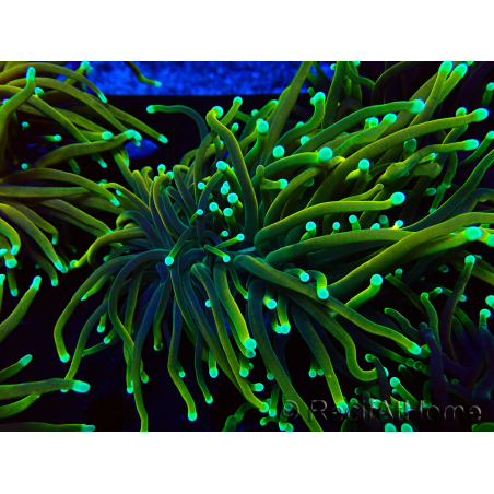 WYSIWYG Euphyllia glabrescens (Mariculture acclimaté sous LED) 8N7