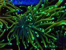 WYSIWYG Euphyllia glabrescens (Mariculture acclimaté sous LED) 8N7