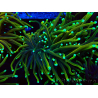 WYSIWYG Euphyllia glabrescens (Mariculture acclimaté sous LED) 8N7