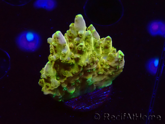 WYSIWYG RAH Acropora Gold Finger