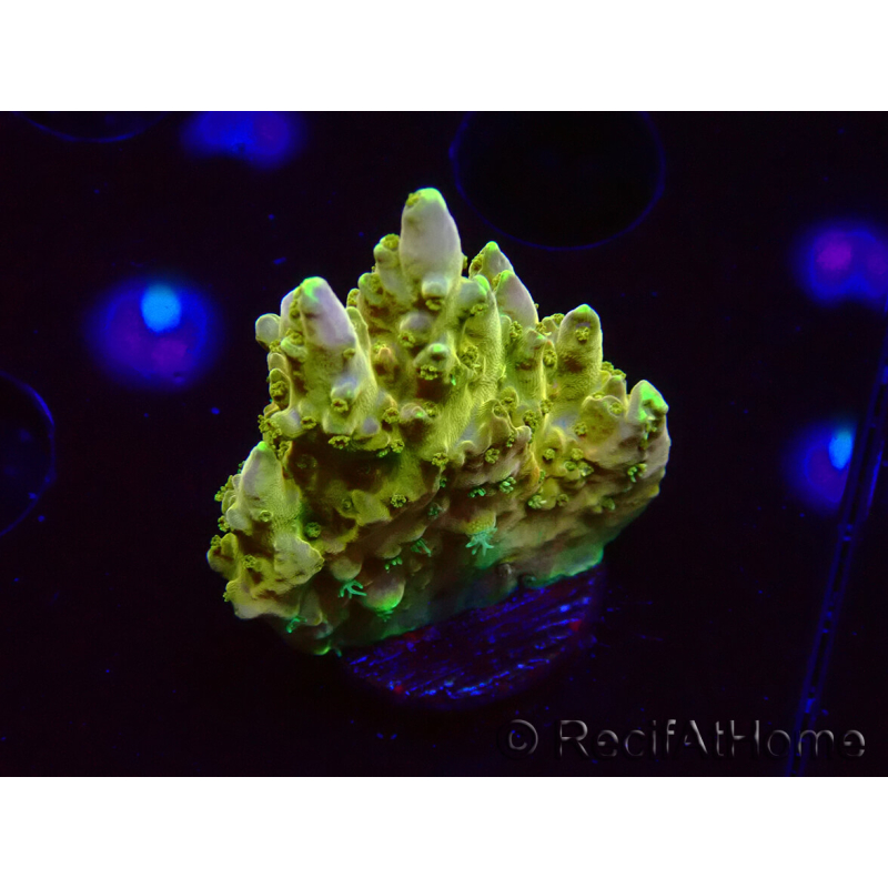 WYSIWYG RAH Acropora Gold Finger