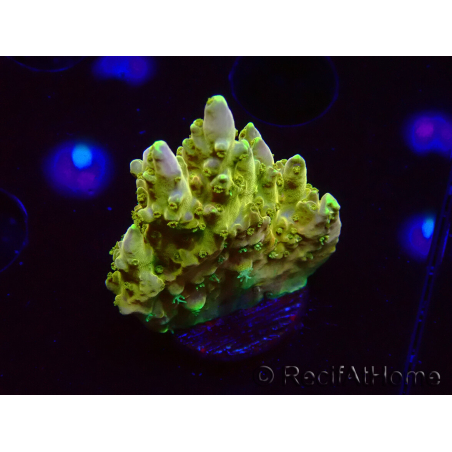 WYSIWYG RAH Acropora Gold Finger