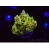 WYSIWYG RAH Acropora Gold Finger