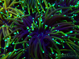 WYSIWYG Euphyllia glabrescens (Mariculture acclimated under LED) 8N7