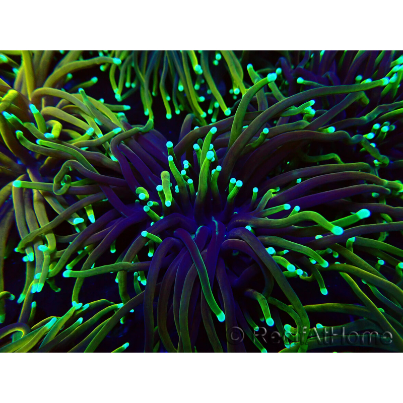 WYSIWYG Euphyllia glabrescens (Mariculture acclimaté sous LED) 8P7