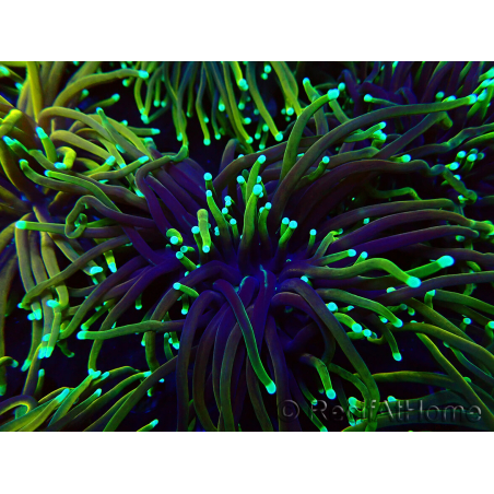 WYSIWYG Euphyllia glabrescens (Mariculture acclimated under LED) 8N7