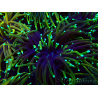 WYSIWYG Euphyllia glabrescens (Mariculture acclimated under LED) 8N7