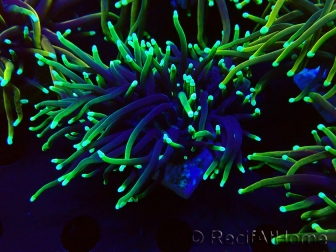 WYSIWYG Euphyllia glabrescens (Mariculture acclimated under LED) 8N7