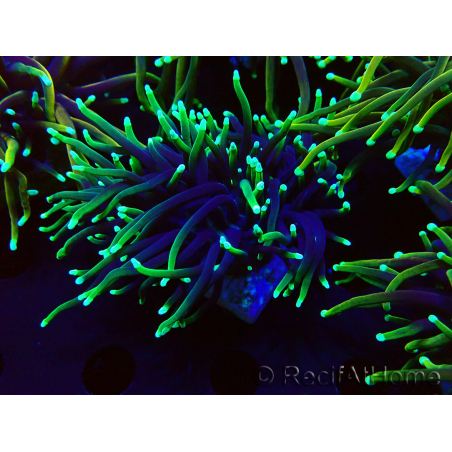 WYSIWYG Euphyllia glabrescens (Mariculture acclimated under LED) 8N7